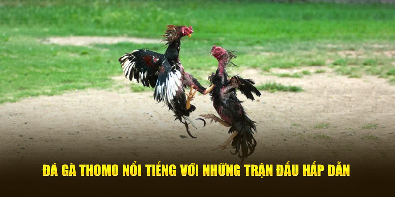Đá gà Thomo nổi tiếng với vô số trận đấu hấp dẫn 