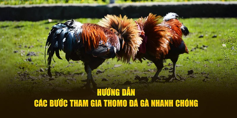 Hướng dẫn các bước tham gia Thomo đá gà nhanh chóng 