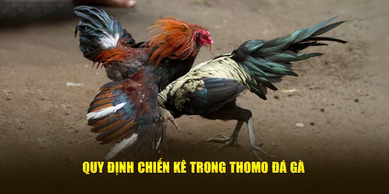 Quy định chiến kê trong Thomo đá gà 